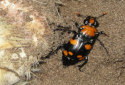 American Burying Beetle, Nicrophorus americanus