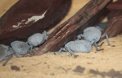 Blue Death Feigning Beetle, Asbolus verrucosus