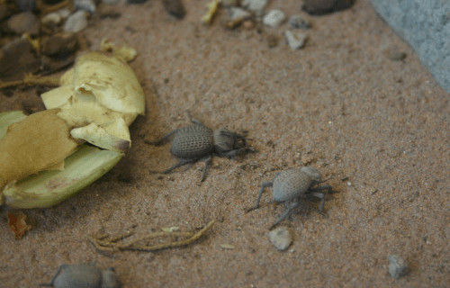 Blue Death Feigning Beetle, Asbolus verrucosus