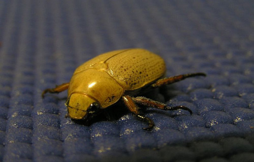 Christmas Beetle, Anoplognathus