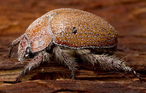 Christmas Beetle, Anoplognathus