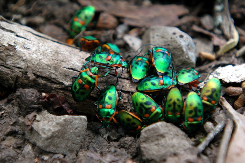 Christmas Beetle l Astounding Pest - Our Breathing Planet