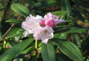 Christmas Cheer, Rhododendron 'Christmas Cheer'