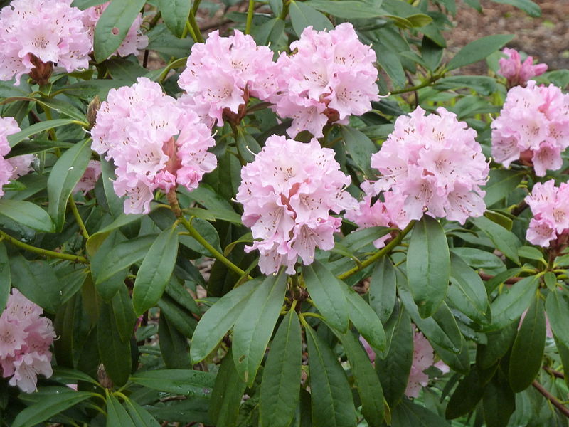 Christmas Cheer, Rhododendron 'Christmas Cheer'