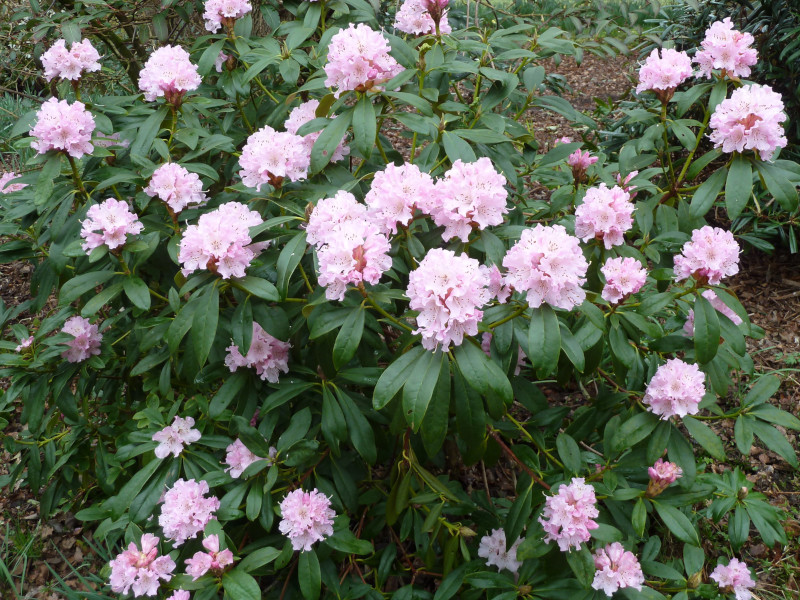 Christmas Cheer, Rhododendron 'Christmas Cheer'