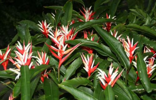 Christmas Heliconia, Heliconia angusta