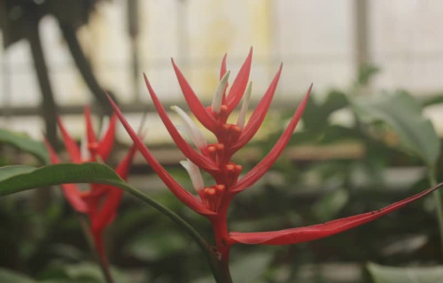 Christmas Heliconia, Heliconia angusta