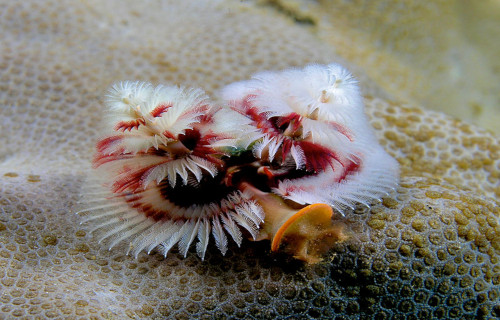 Christmas Tree Worm, Spirobranchus giganteus