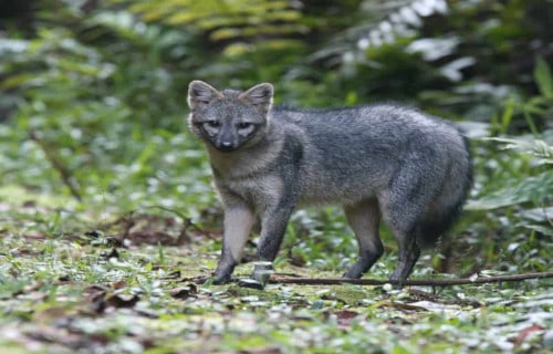 7 Lesser-Known South American Mammals