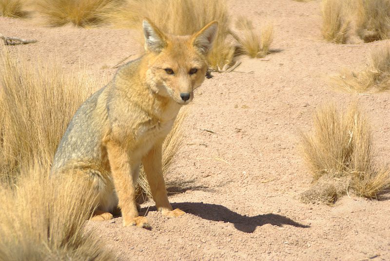 Culpeo, Lycalopex culpaeus