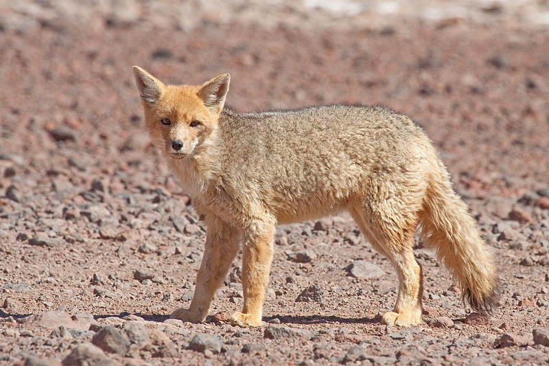 Culpeo, Lycalopex culpaeus