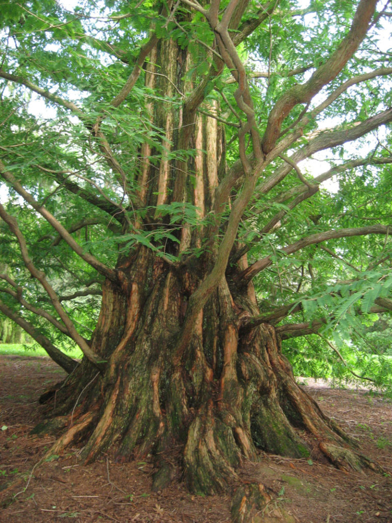 Dawn Redwood, Metasequoia Glyptostroboides