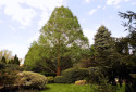 Dawn Redwood, Metasequoia Glyptostroboides