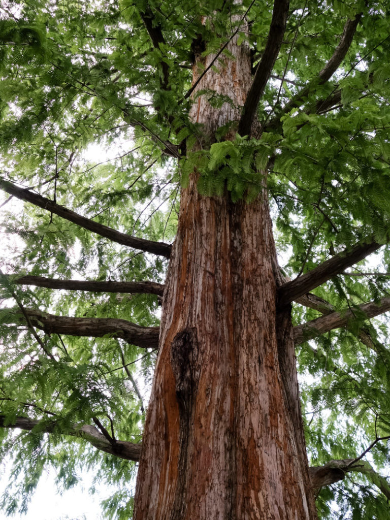 Dawn Redwood, Metasequoia Glyptostroboides