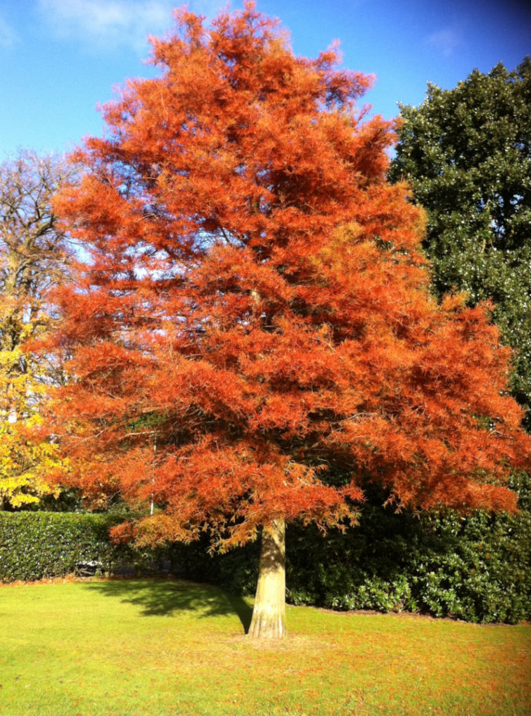 Dawn Redwood, Metasequoia Glyptostroboides