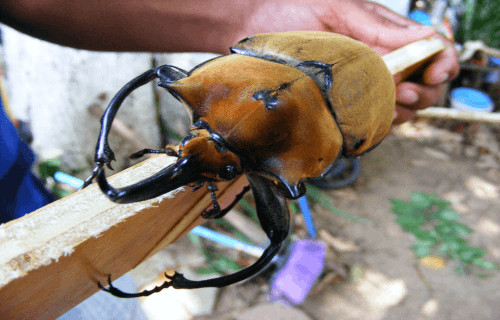 Elephant Beetle, Megasoma elephas