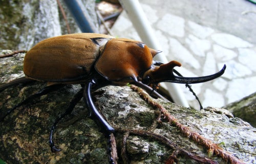 Earth's Many Astounding Beetles