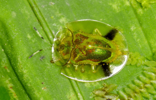 Earth's Many Astounding Beetles