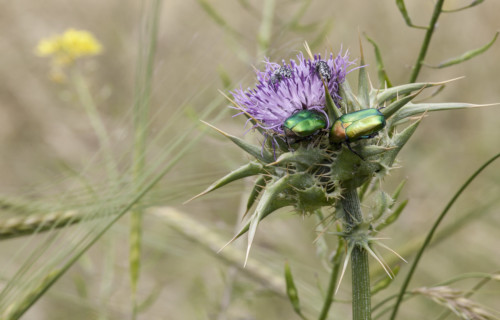 Goliath Beetle, Goliathus