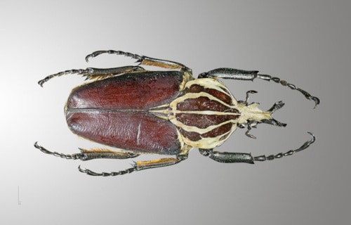 Goliath Beetle, Goliathus