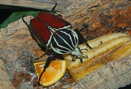Goliath Beetle l Remarkable Giant - Our Breathing Planet
