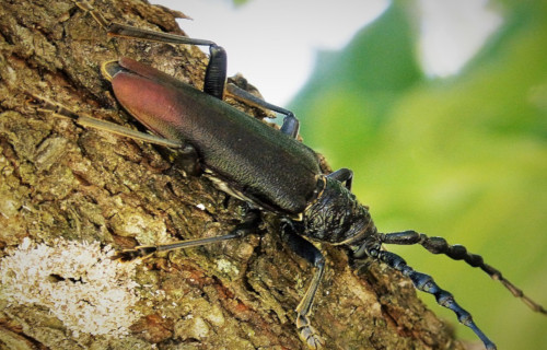 Earth's Many Astounding Beetles