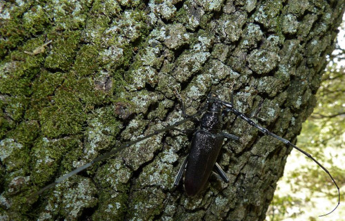 Great Capricorn Beetle, Cerambyx cerdo