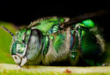 Green Orchid Bee, Euglossa dilemma