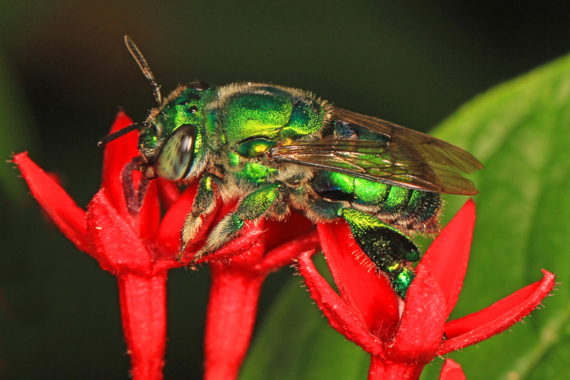 Green Orchid Bee, Euglossa dilemma