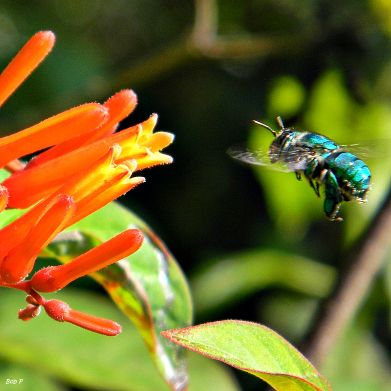 Green Orchid Bee, Euglossa dilemma