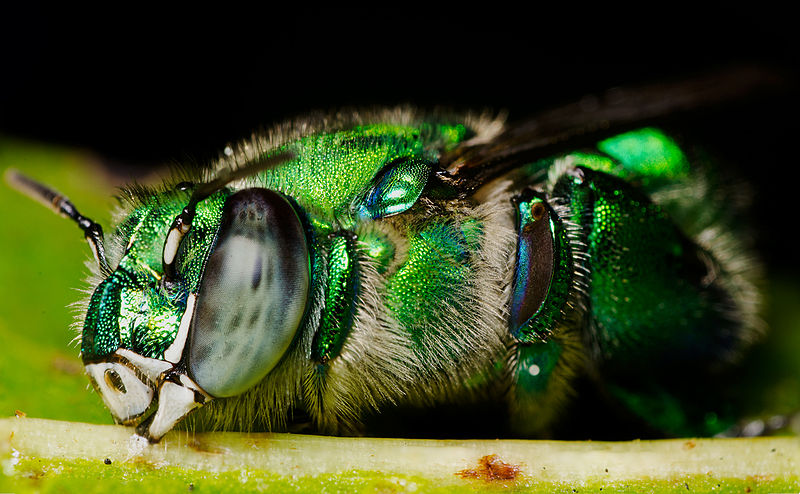 Green Orchid Bee, Euglossa dilemma