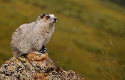 Hoary Marmot, Marmota caligata