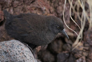 Inaccessible Island Rail, Atlantisia rogersi