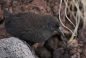 Inaccessible Island Rail, Atlantisia rogersi