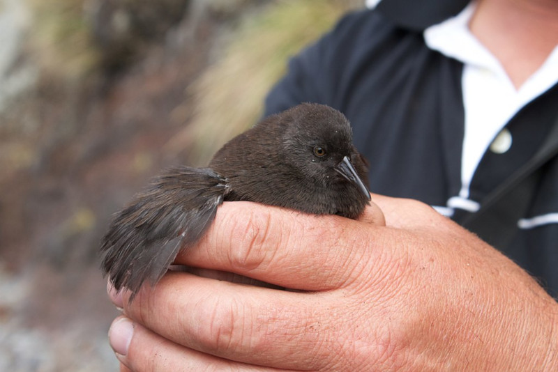 Inaccessible Island Rail, Atlantisia rogersi