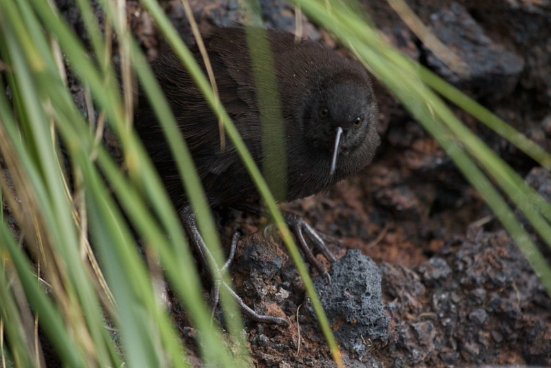 Inaccessible Island Rail, Atlantisia rogersi