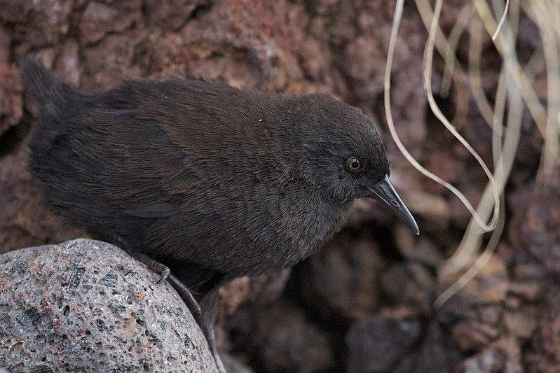 Inaccessible Island Rail, Atlantisia rogersi