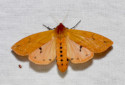 Isabella Tiger Moth, Pyrrharctia isabella