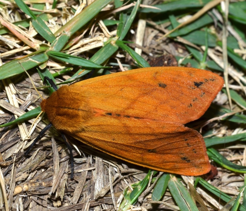 Isabella Tiger Moth, Pyrrharctia isabella