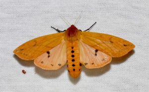 Isabella Tiger Moth, Pyrrharctia isabella