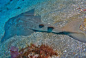 Japanese Angelshark, Squatina japonica