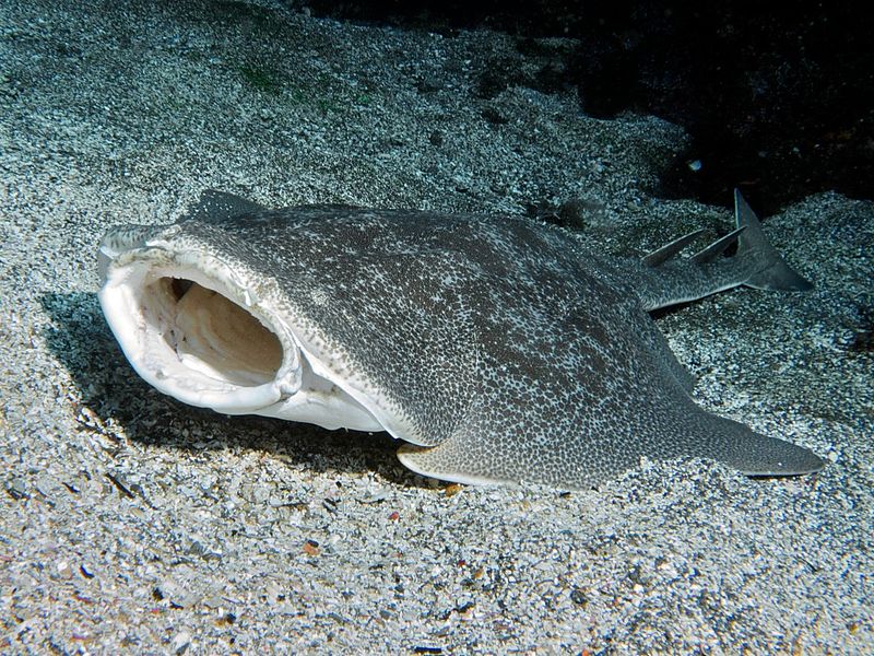 Japanese Angelshark, Squatina japonica