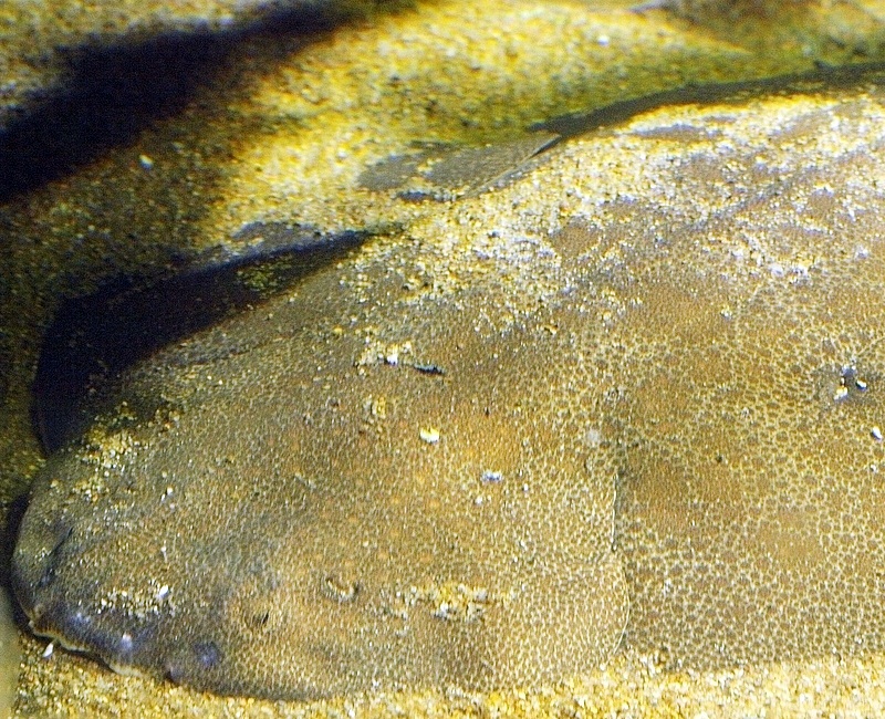 Japanese Angelshark, Squatina japonica