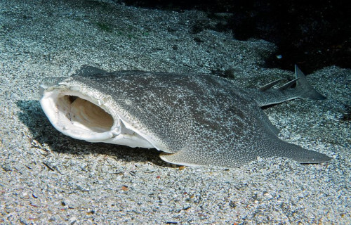 Japanese Angelshark, Squatina japonica