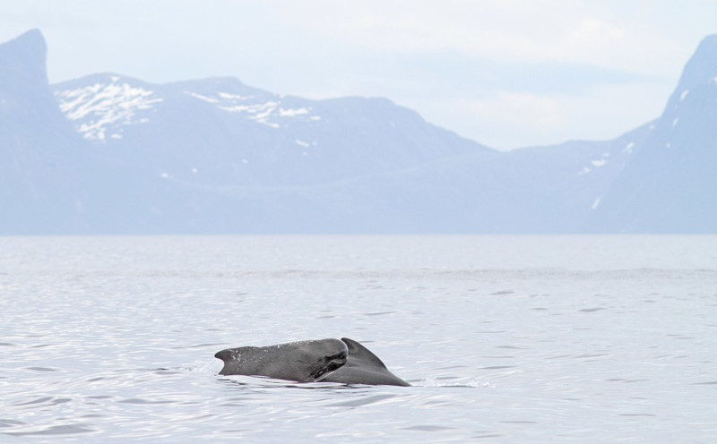 Long-Finned Pilot Whale, Globicephala melas