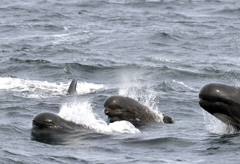 Long-Finned Pilot Whale, Globicephala melas