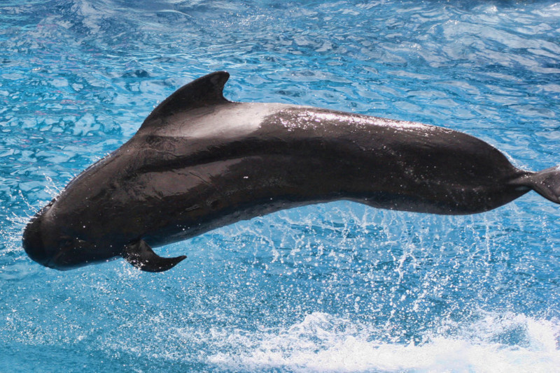 Long-Finned Pilot Whale, Globicephala melas