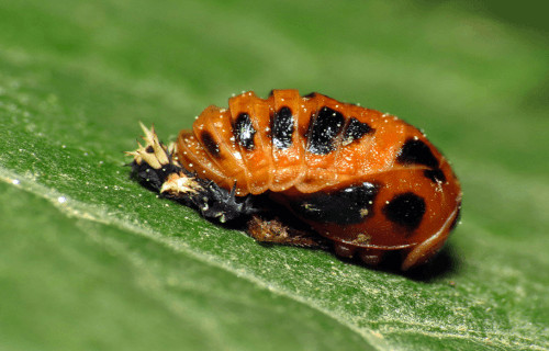 Multicolored Asian Lady Beetle, Harmonia axyridis