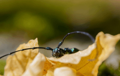 Musk Beetle, Aromia moschata