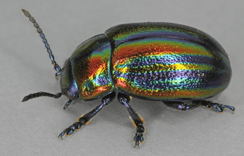 Rainbow Leaf Beetle, Chrysolina cerealis